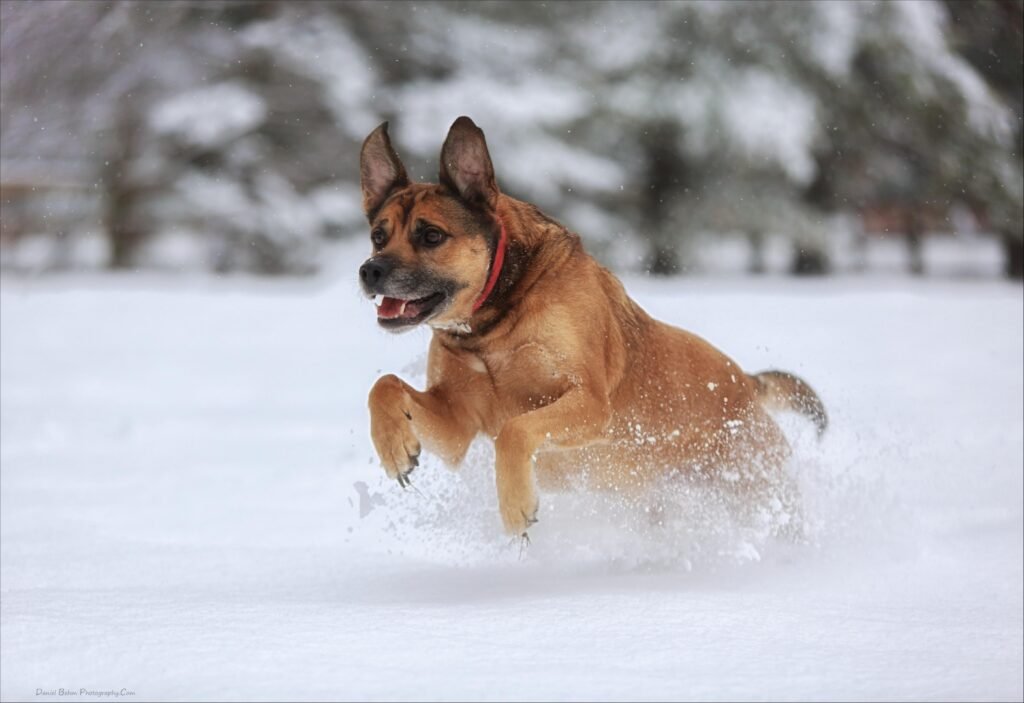 speeddogs