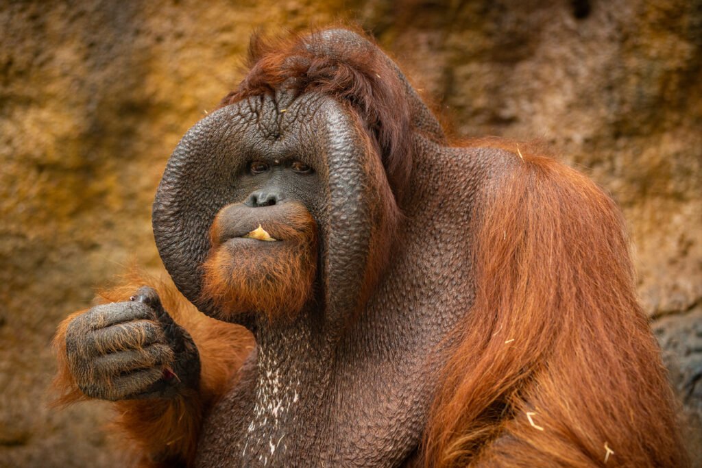 Orangutangs: The Gentle Guardians of the Rainforest orangatang